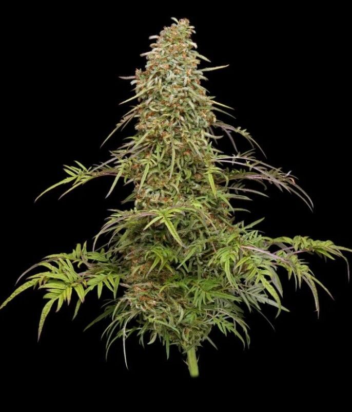 Supafreak | fem. 3er Pack | HumboldtSC