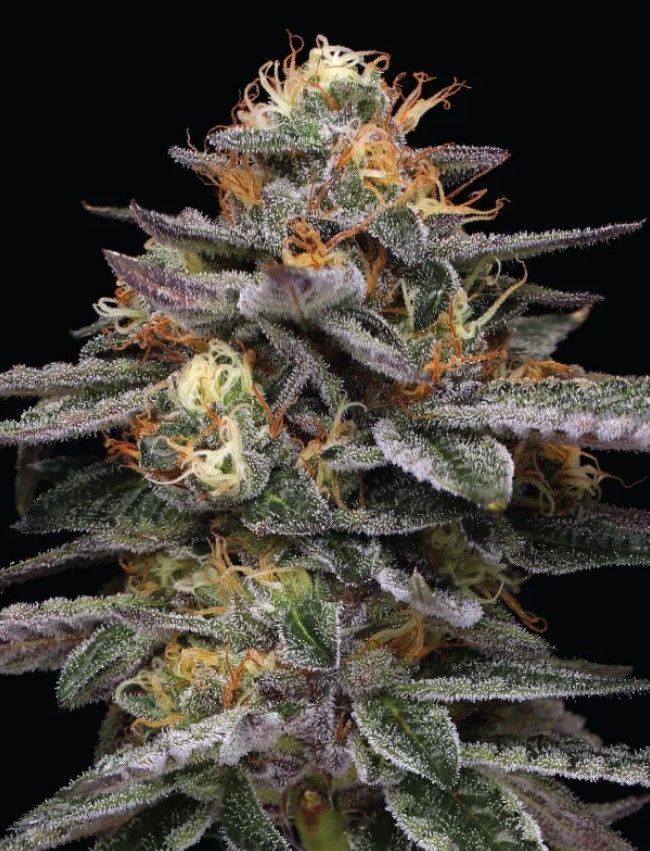 Vanilla Frosting | fem. 3er Pack | HumboldtSC