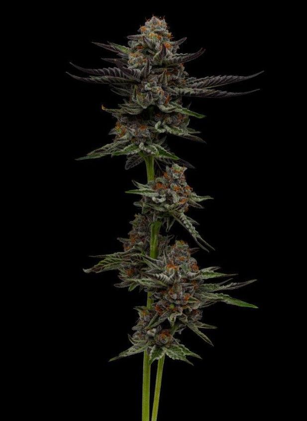 Vanilla Créme Pie | fem. 3er Pack | HumboldtSC