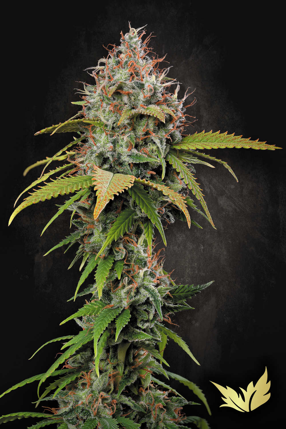 Atomical Haze feminised | 3er Set ParadiseSeeds