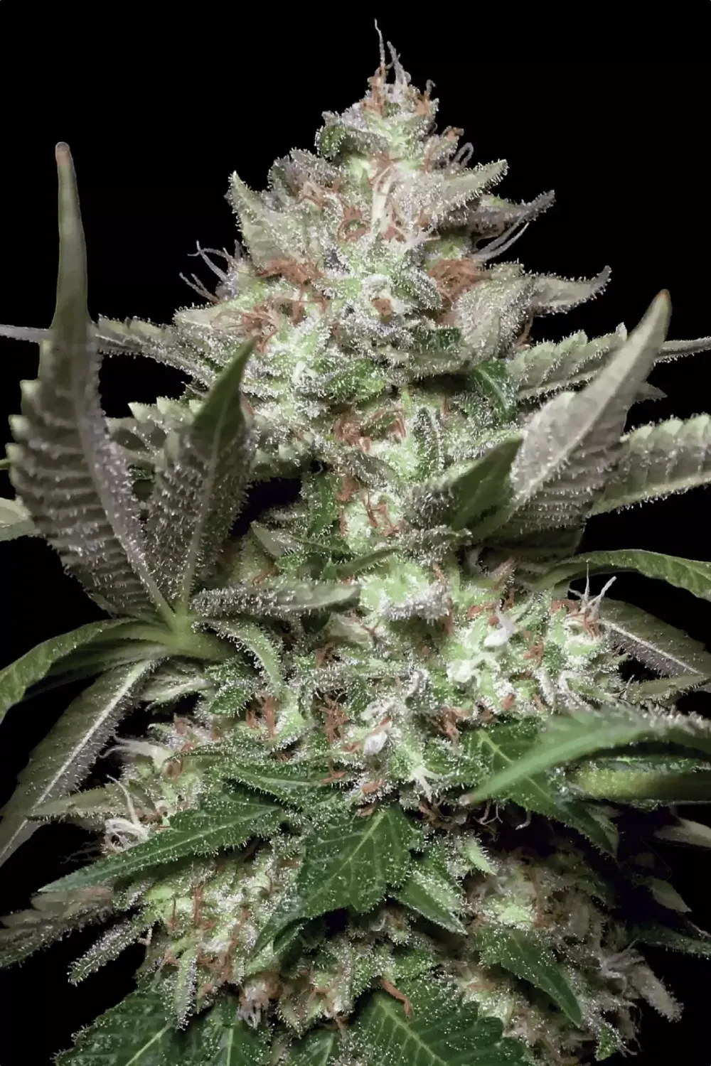 Auto Kong 4 feminised | 3er Set ParadiseSeeds