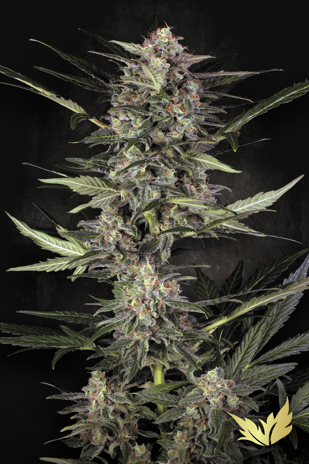 AUTO Wappa feminised | 3er Set ParadiseSeeds