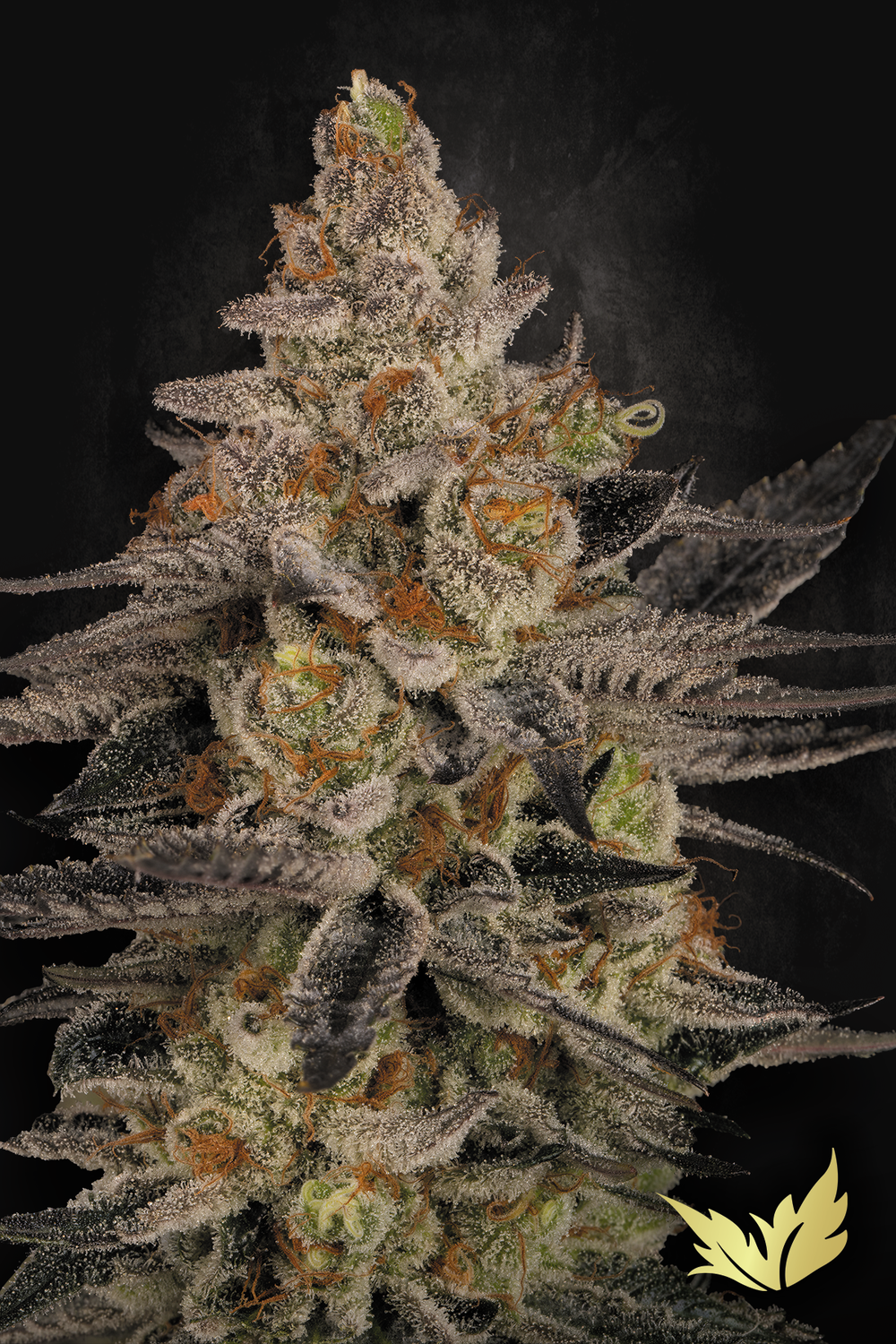 Chocolate Wafflez feminised | 3er Set ParadiseSeeds