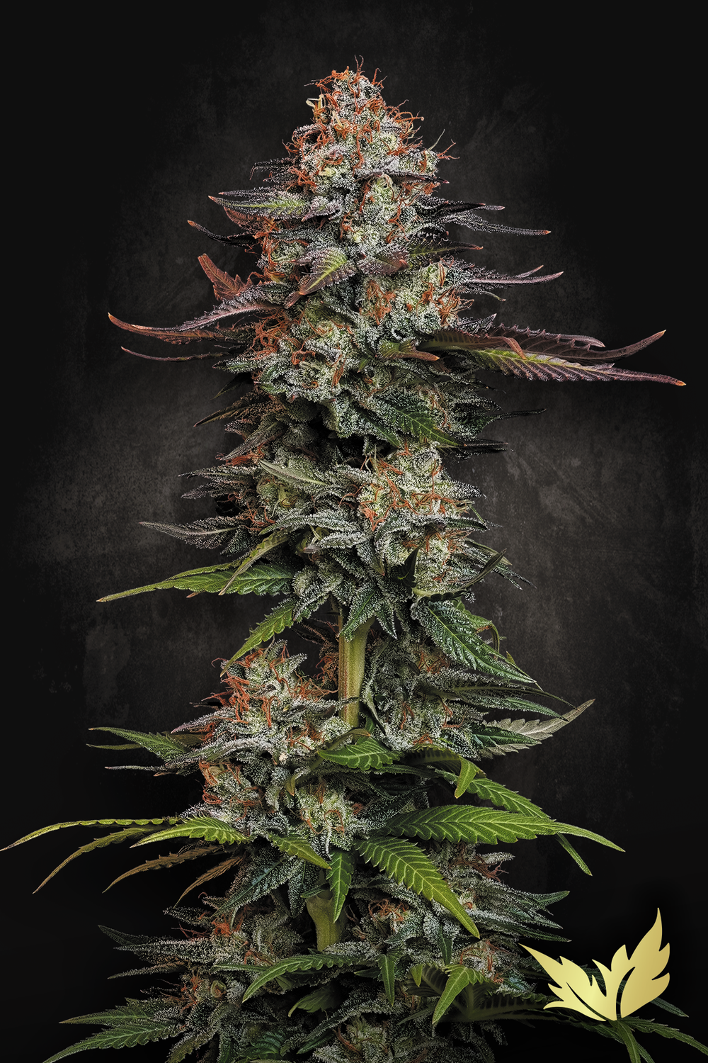Durga Mata II CBD | 3er Set ParadiseSeeds