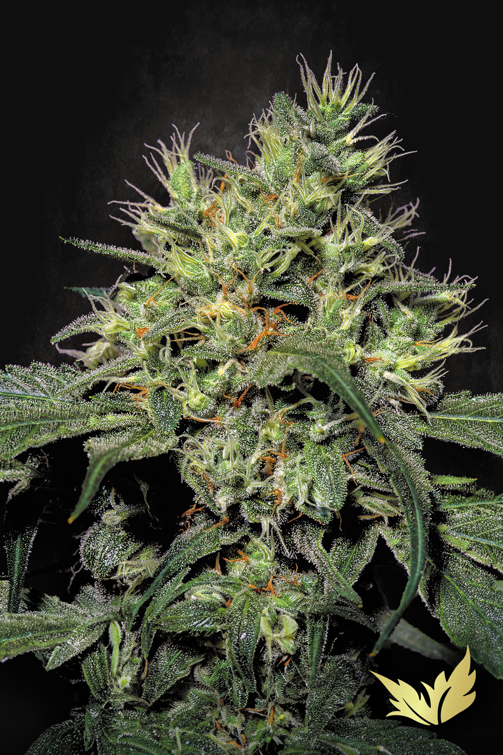 Dutch Dragon feminised | 3er Set ParadiseSeeds