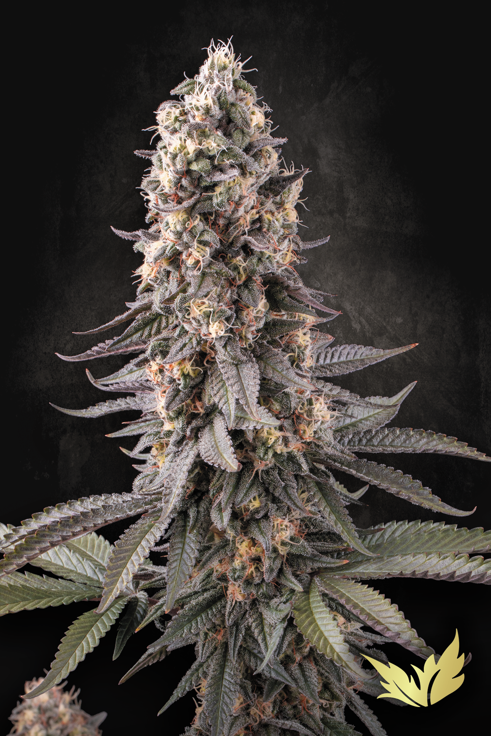 El Dorado OG feminised | 3er Set ParadiseSeeds