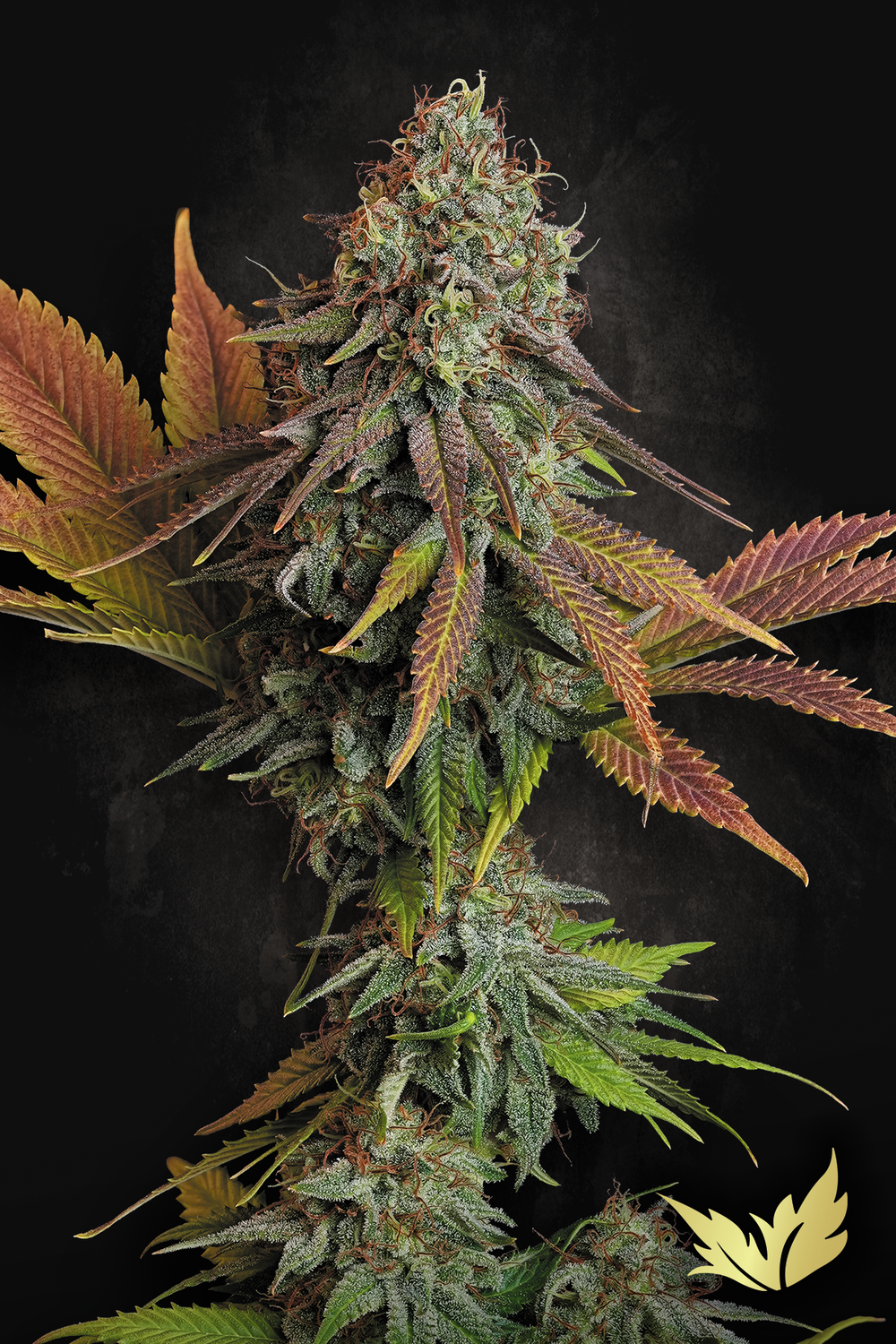 Californian Gold feminised | 3er Set ParadiseSeeds