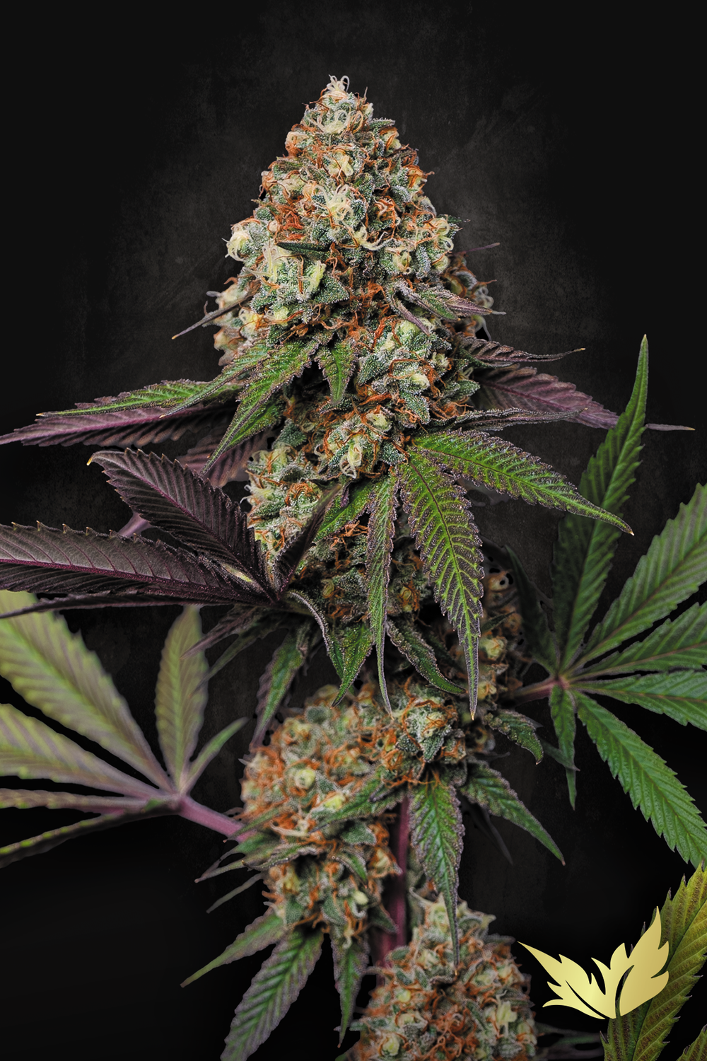 Caramba feminised | 3er Set ParadiseSeeds