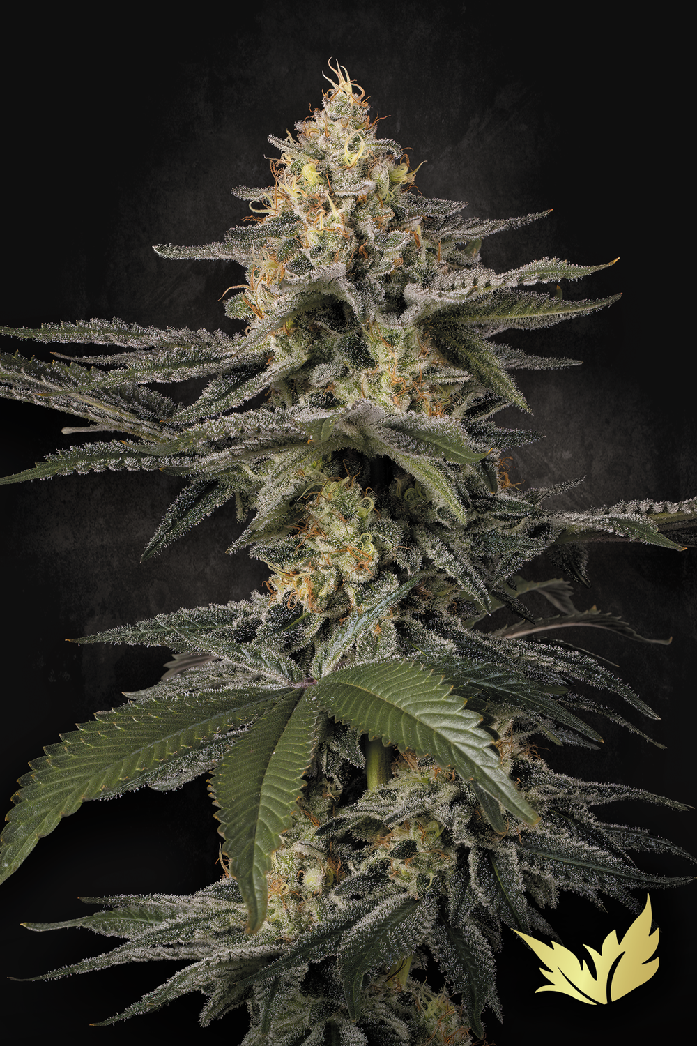 Glowstarz feminised | 3er Set ParadiseSeeds