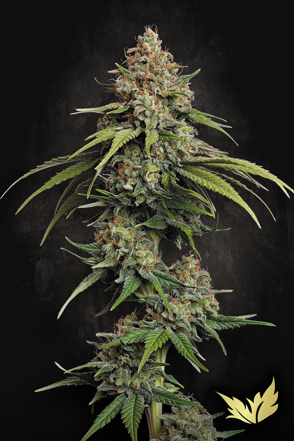 L.A. Amnesia feminised | 3er Set ParadiseSeeds