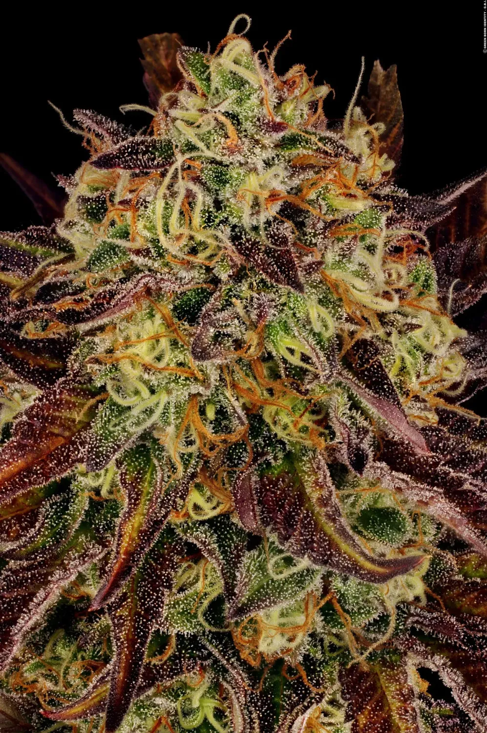 Tangerine Sorbet feminised | 3er Set ParadiseSeeds