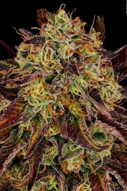 Tangerine Sorbet feminised | 3er Set ParadiseSeeds Tangerine Sorbet feminised | 3er Set ParadiseSeeds