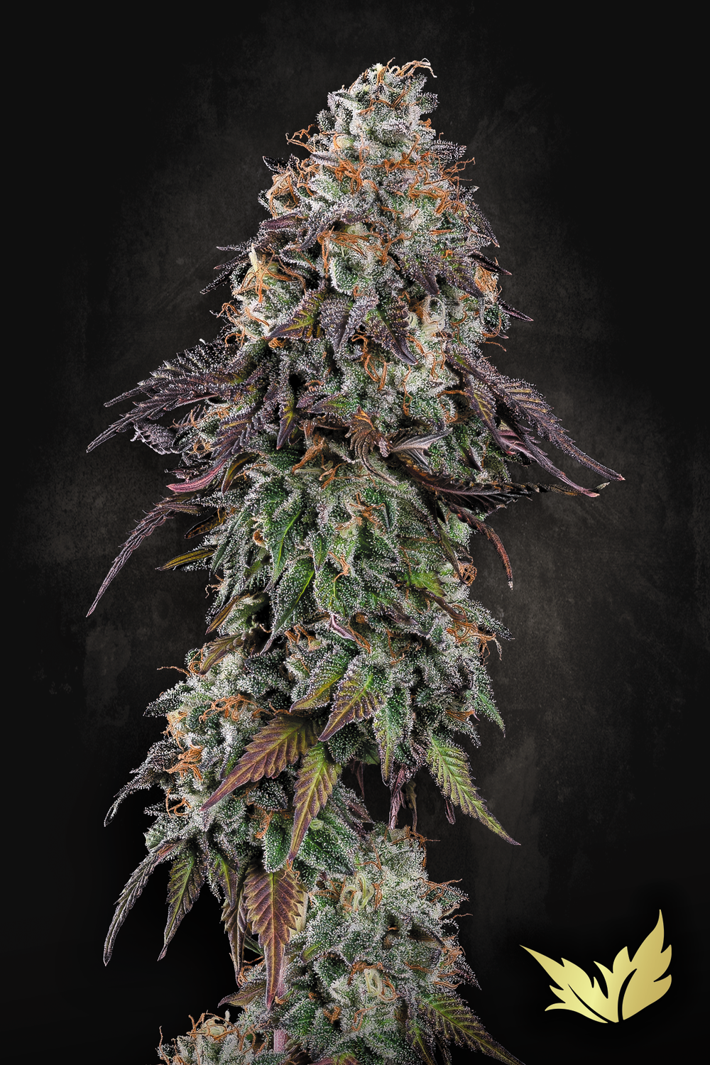 White Noise feminised | 3er Set ParadiseSeeds
