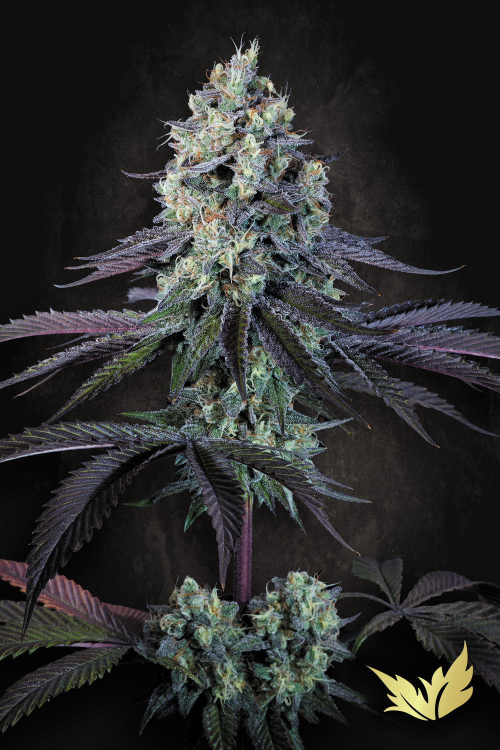 Purple Mints feminised | 3er Set ParadiseSeeds