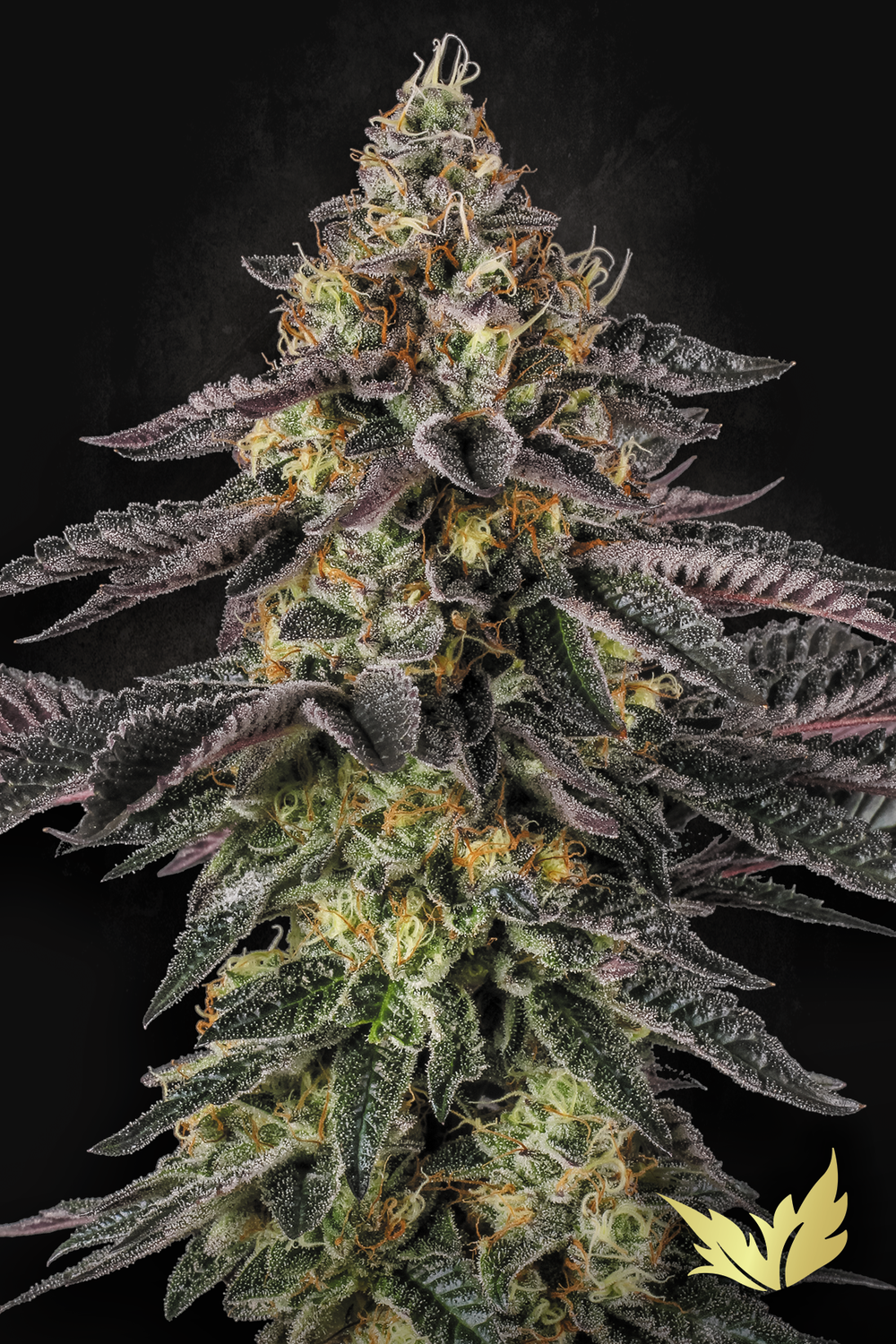 Sunset Paradise feminised | 3er Set ParadiseSeeds