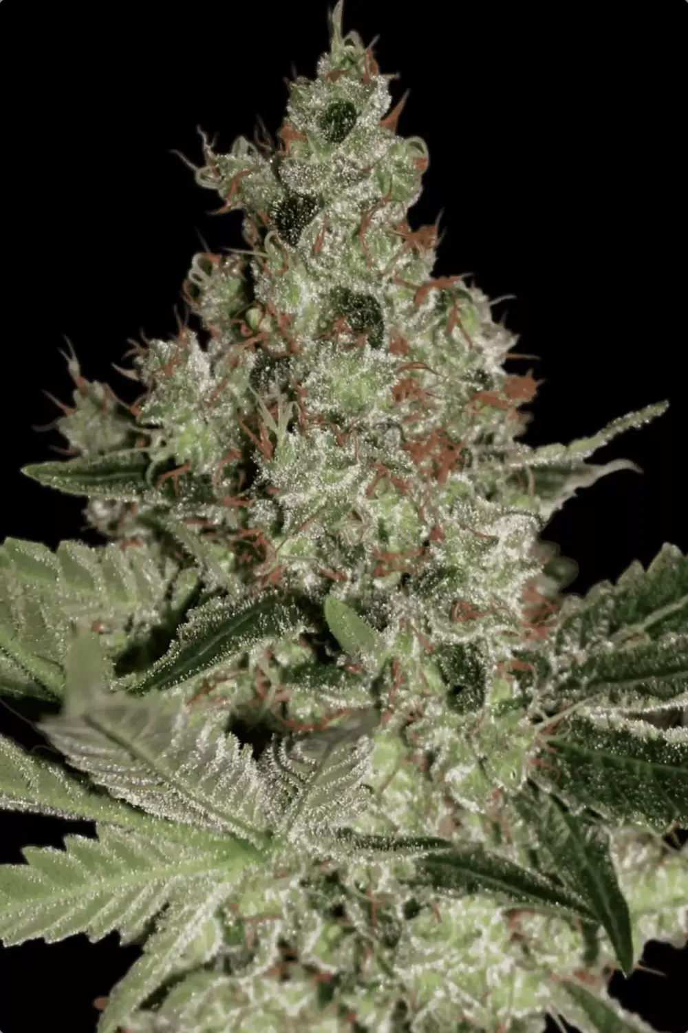 Acid feminised | 3er Set ParadiseSeeds