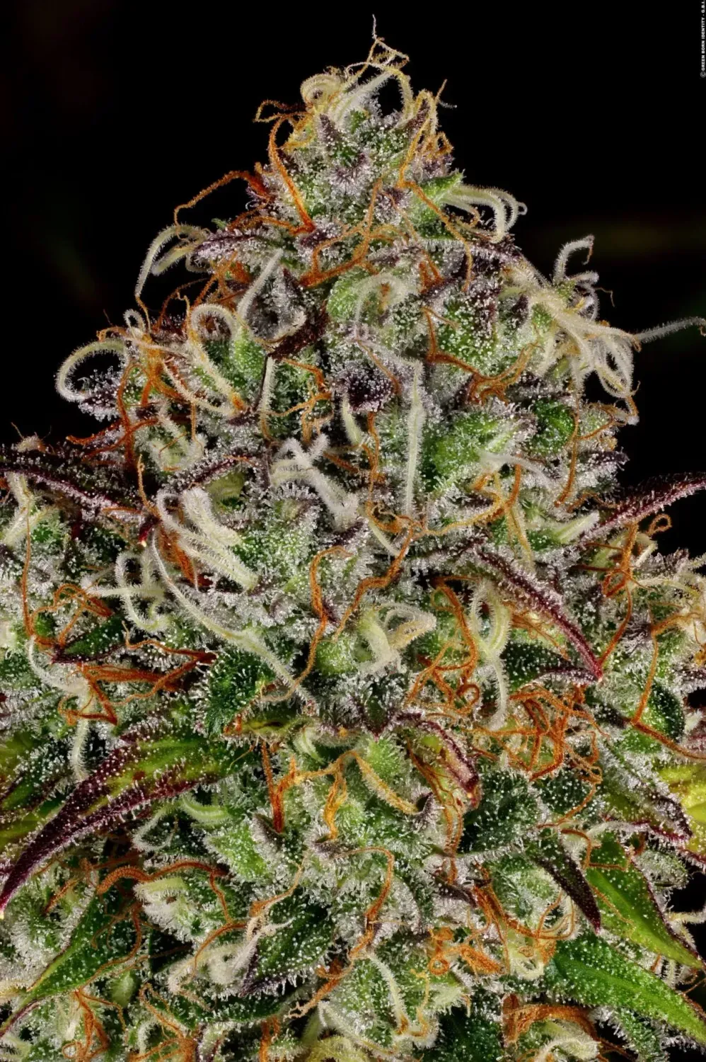 Apricot Candy feminised | 3er Set ParadiseSeeds