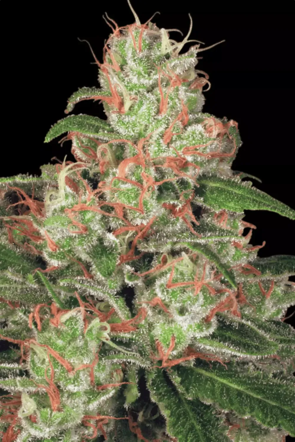 AUTO Acid feminised | 3er Set ParadiseSeeds