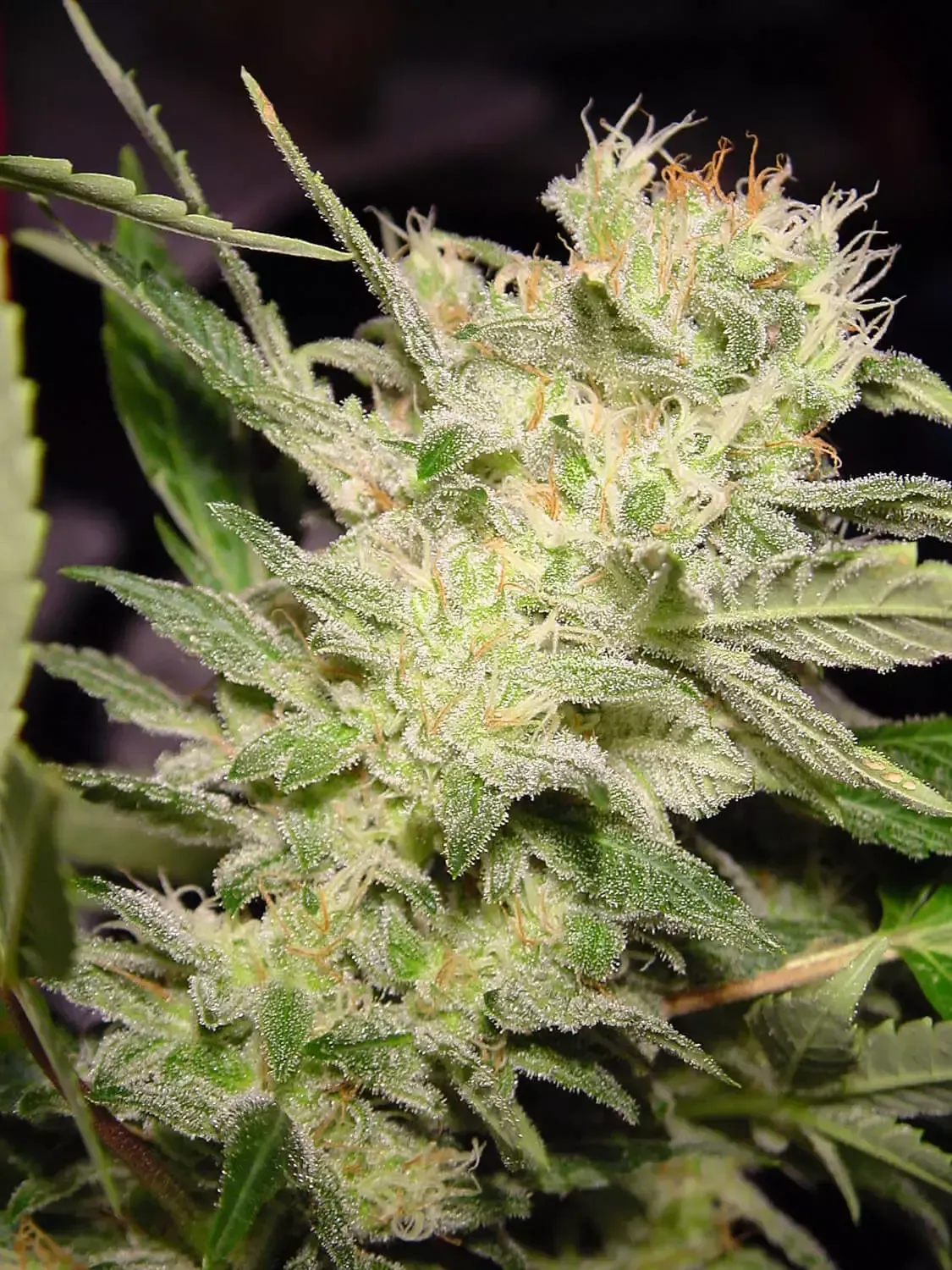Auto Jack feminised | 3er Set ParadiseSeeds