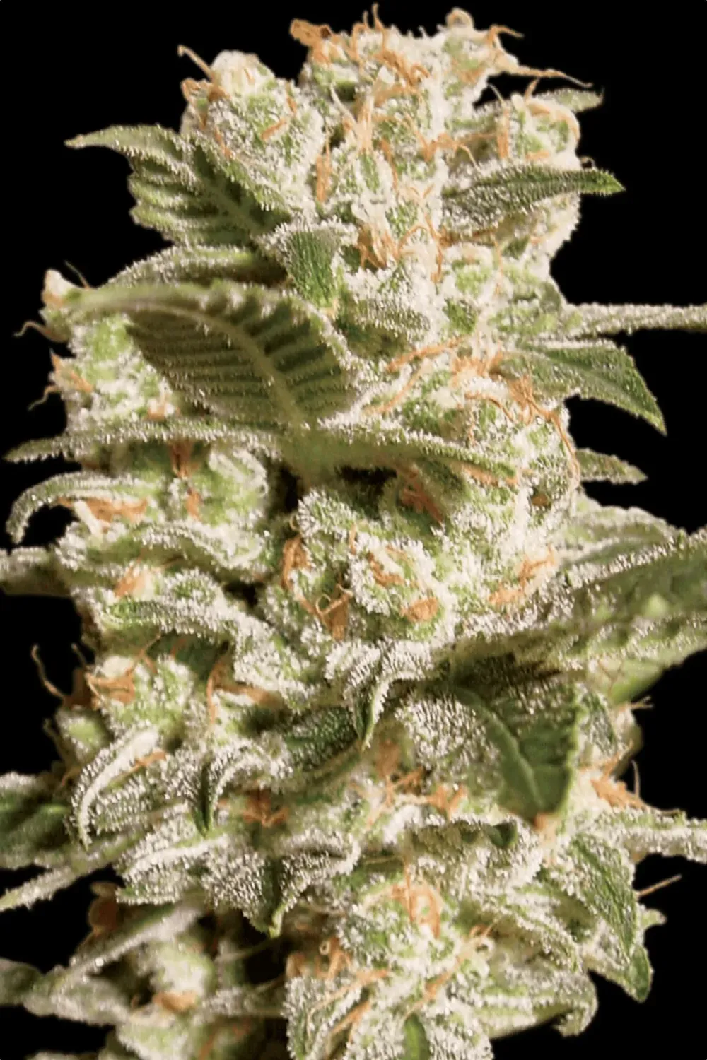 Belladonna feminised | 3er Set ParadiseSeeds