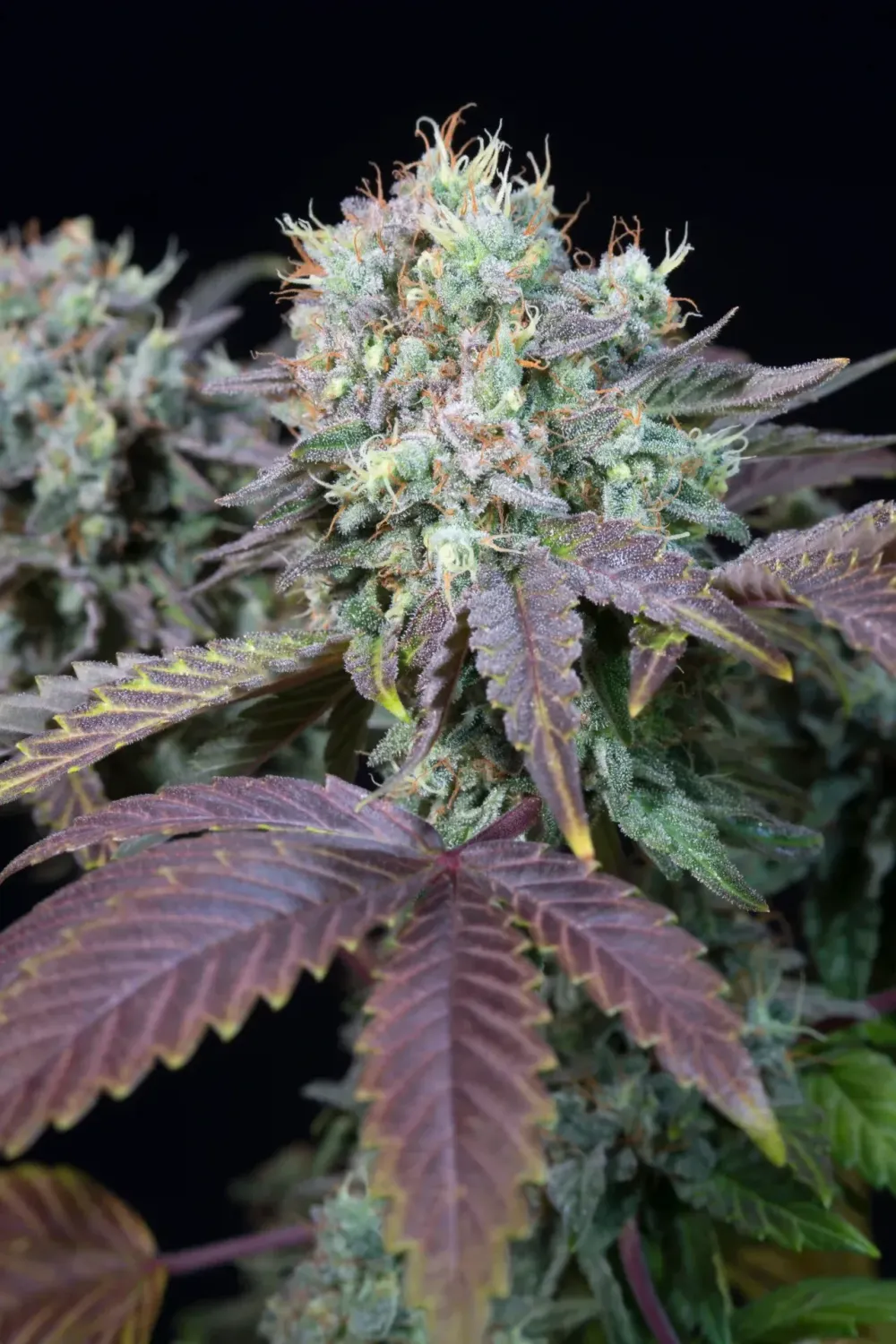 Blue Gem feminised | 3er Set ParadiseSeeds