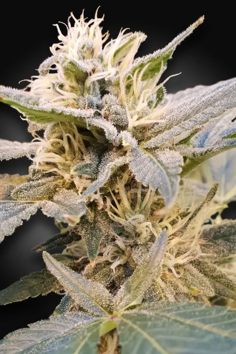 CBDelight feminised | 3er Set ParadiseSeeds