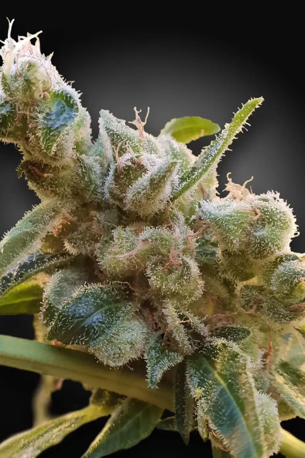 CBDrelax feminised | 3er Set ParadiseSeeds