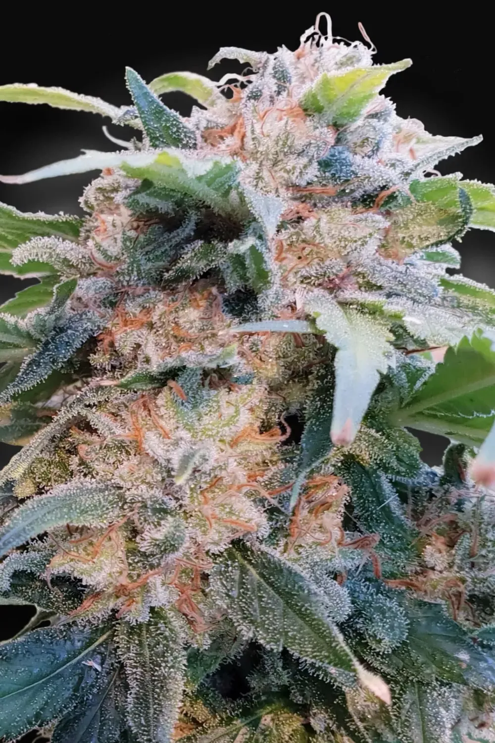 CBDream feminised | | 3er Set ParadiseSeeds