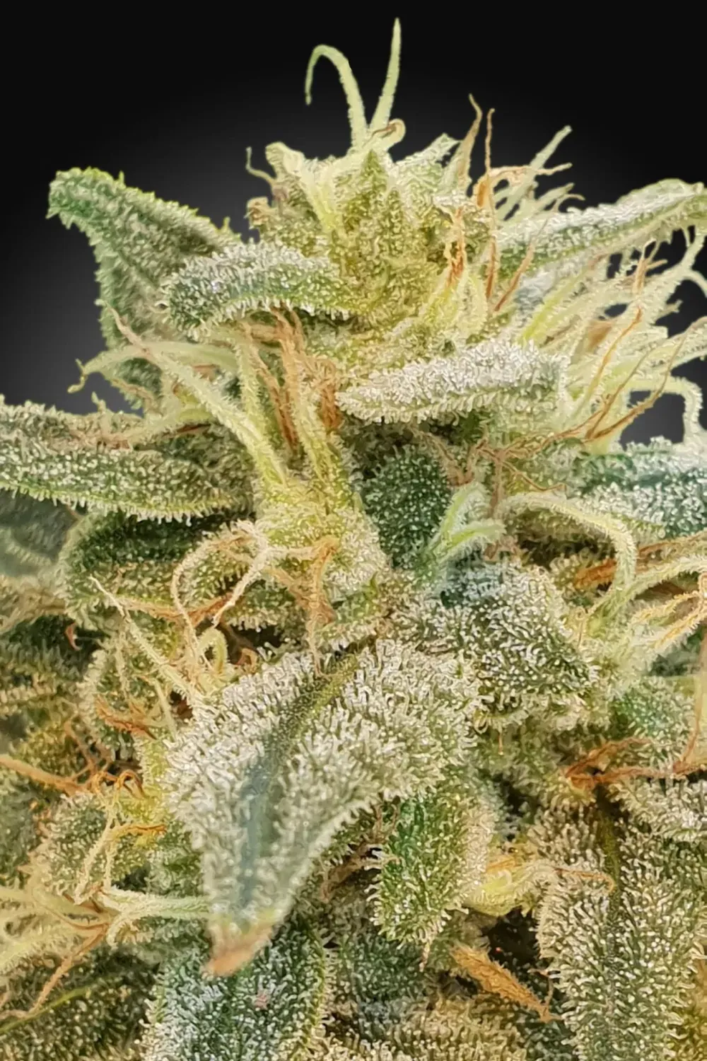 CBDrelief feminised | 3er Set ParadiseSeeds