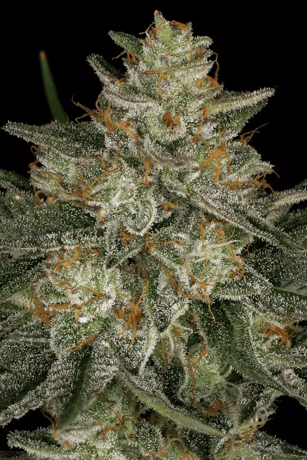 Dutch Kush feminised | 3er Set ParadiseSeeds