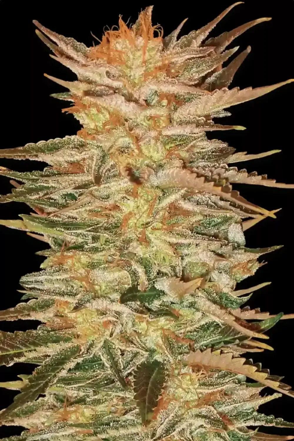 Ice Cream feminised | 3er Set ParadiseSeeds