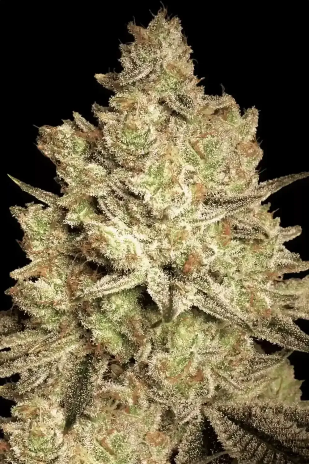 Jacky White feminised | 3er Set ParadiseSeeds
