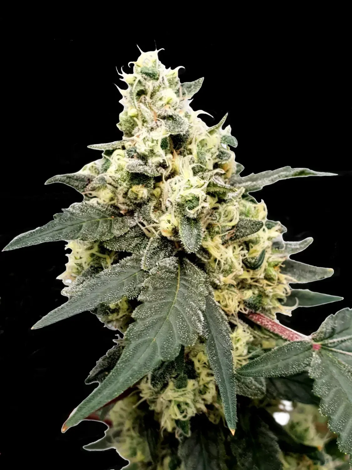 Lemonade AUTO feminised | 3er Set ParadiseSeeds