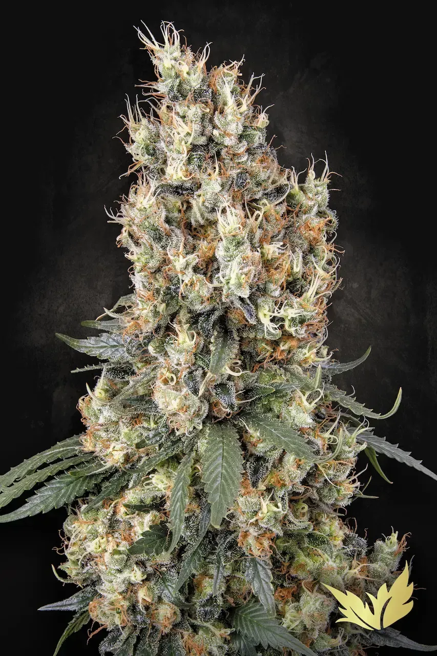 Mendocino Skunk feminised | 3er Set ParadiseSeeds
