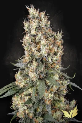 Mendocino Skunk feminised | 3er Set ParadiseSeeds Mendocino Skunk feminised | 3er Set ParadiseSeeds