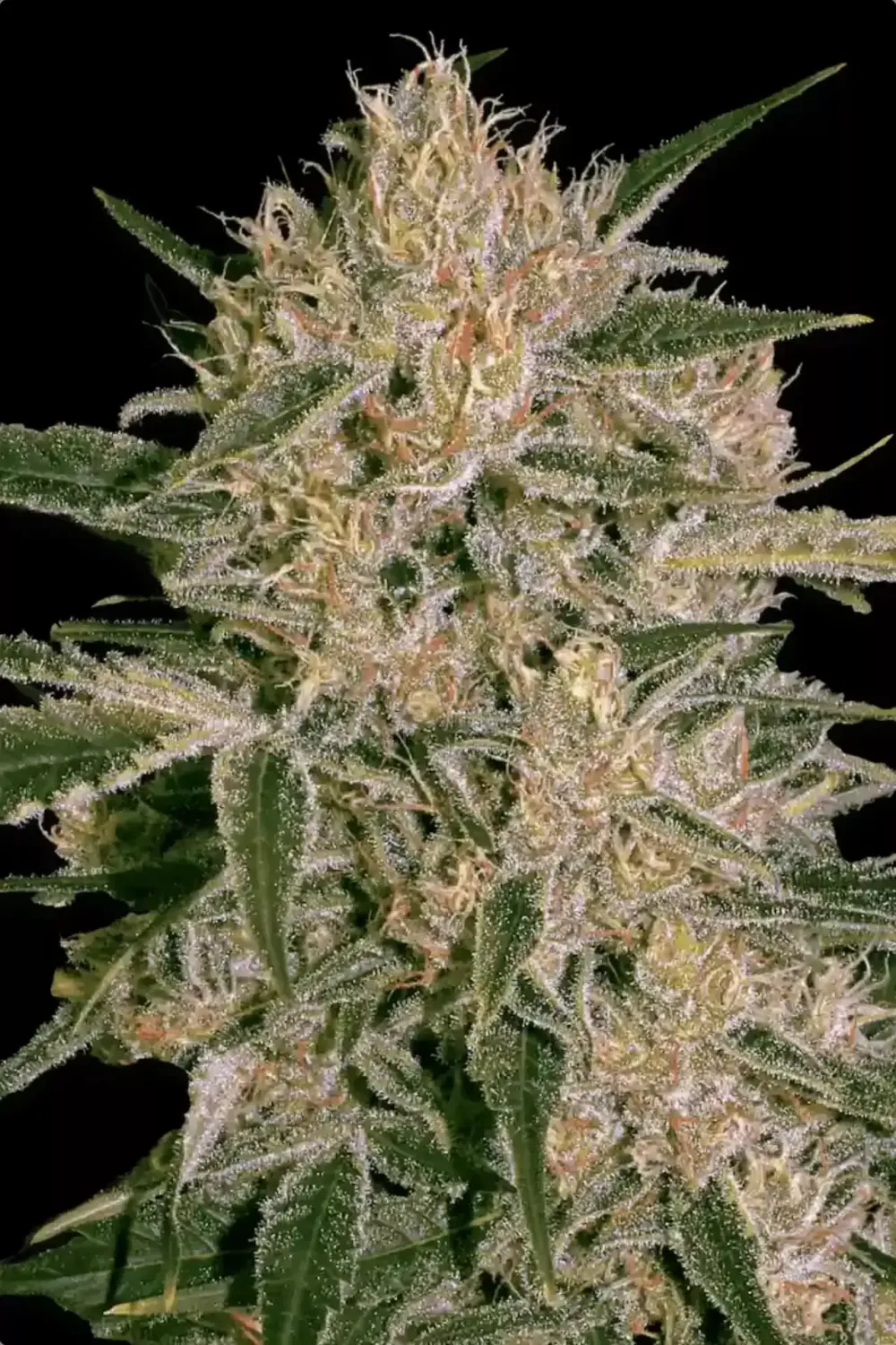 Nebula II CBD | 3er Set ParadiseSeeds