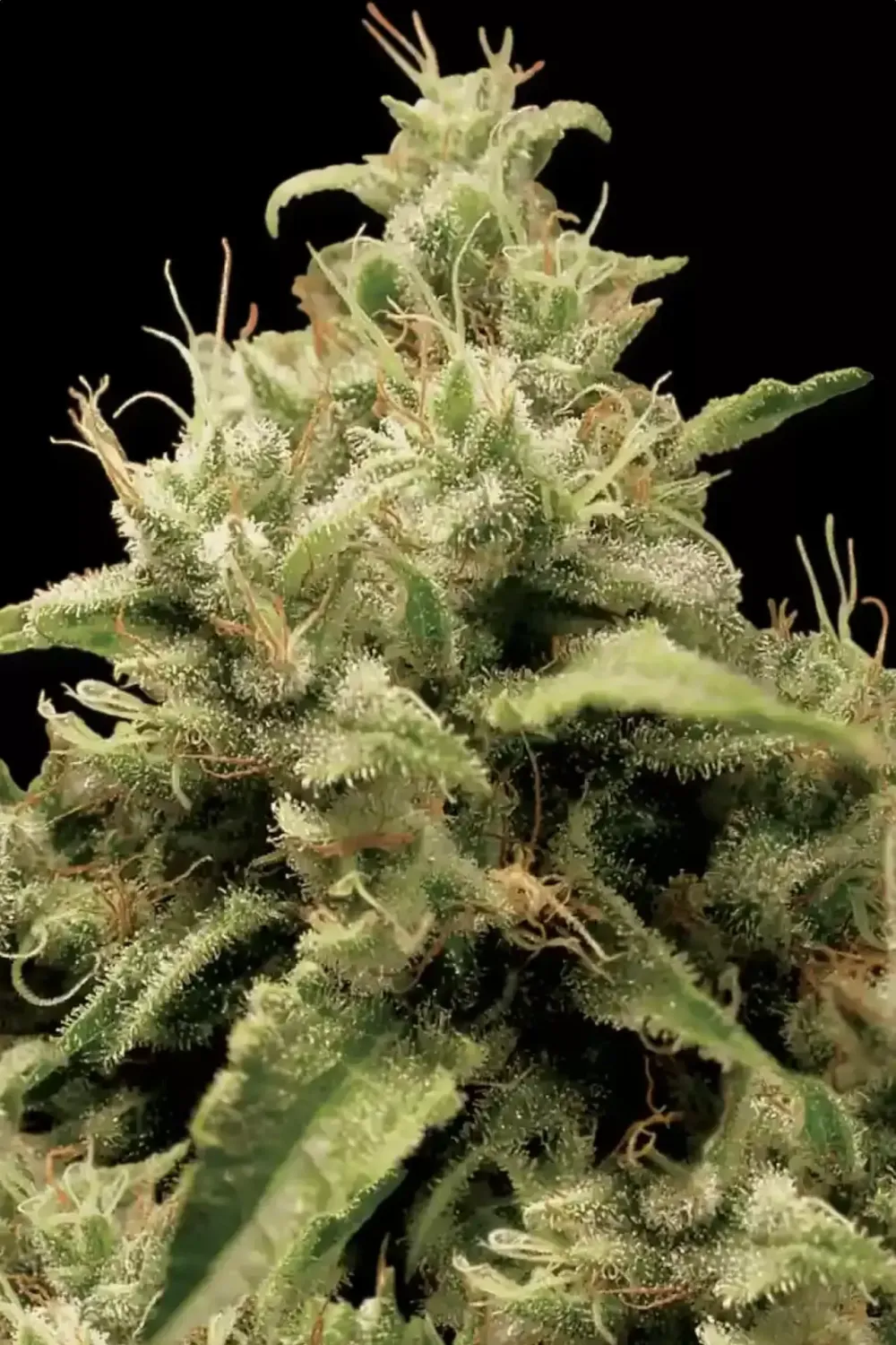 Opium feminised | 3er Set ParadiseSeeds