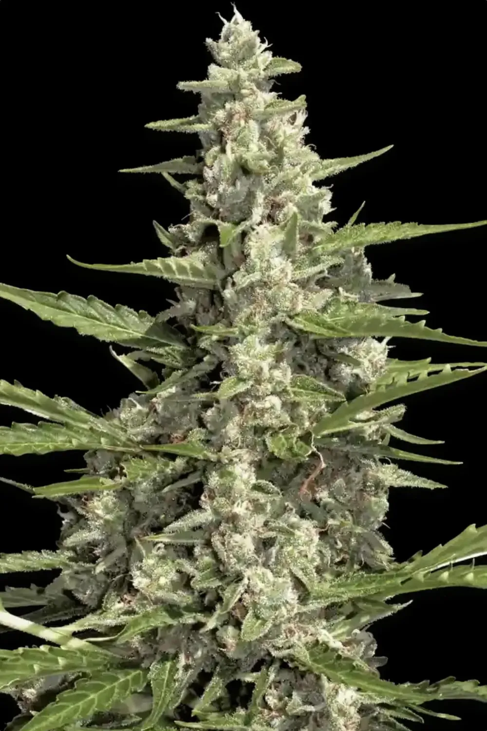 Pandora AUTO | 3er Set ParadiseSeeds