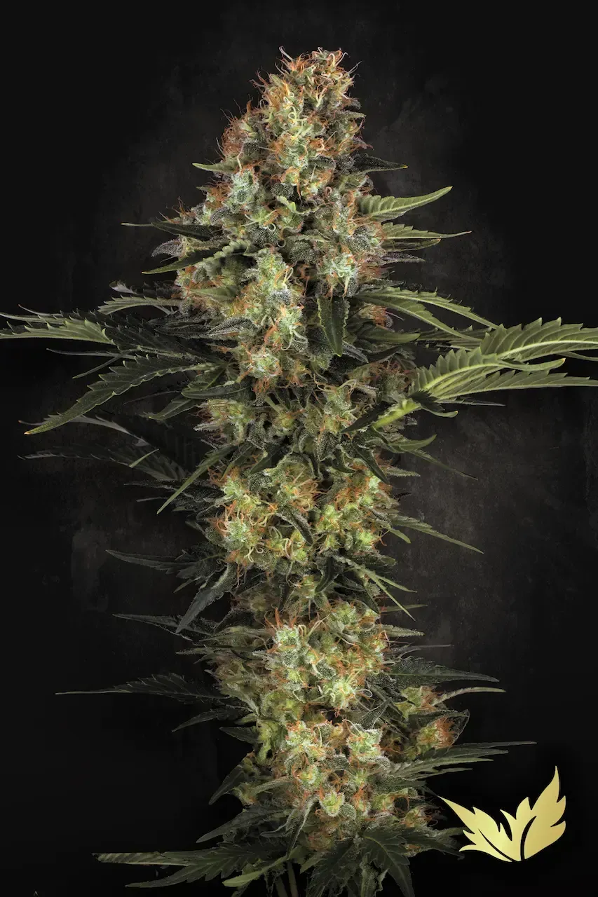 Original White Widow (IBL) feminised | 3er Set ParadiseSeeds