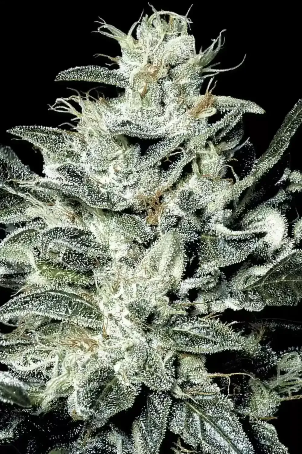 Sensi Star feminised | 3er Set ParadiseSeeds