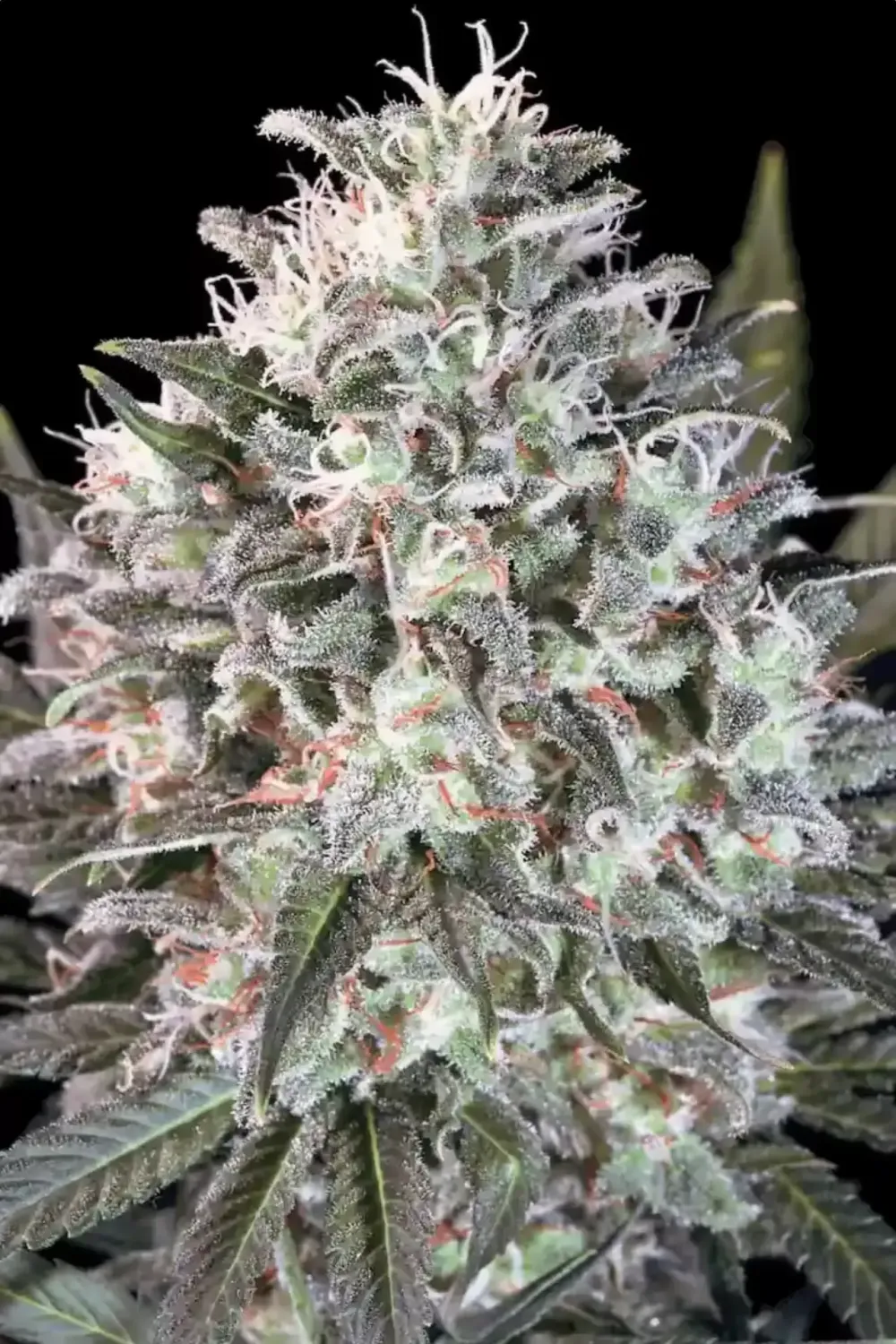 Space Cookies feminised | 3er Set ParadiseSeeds