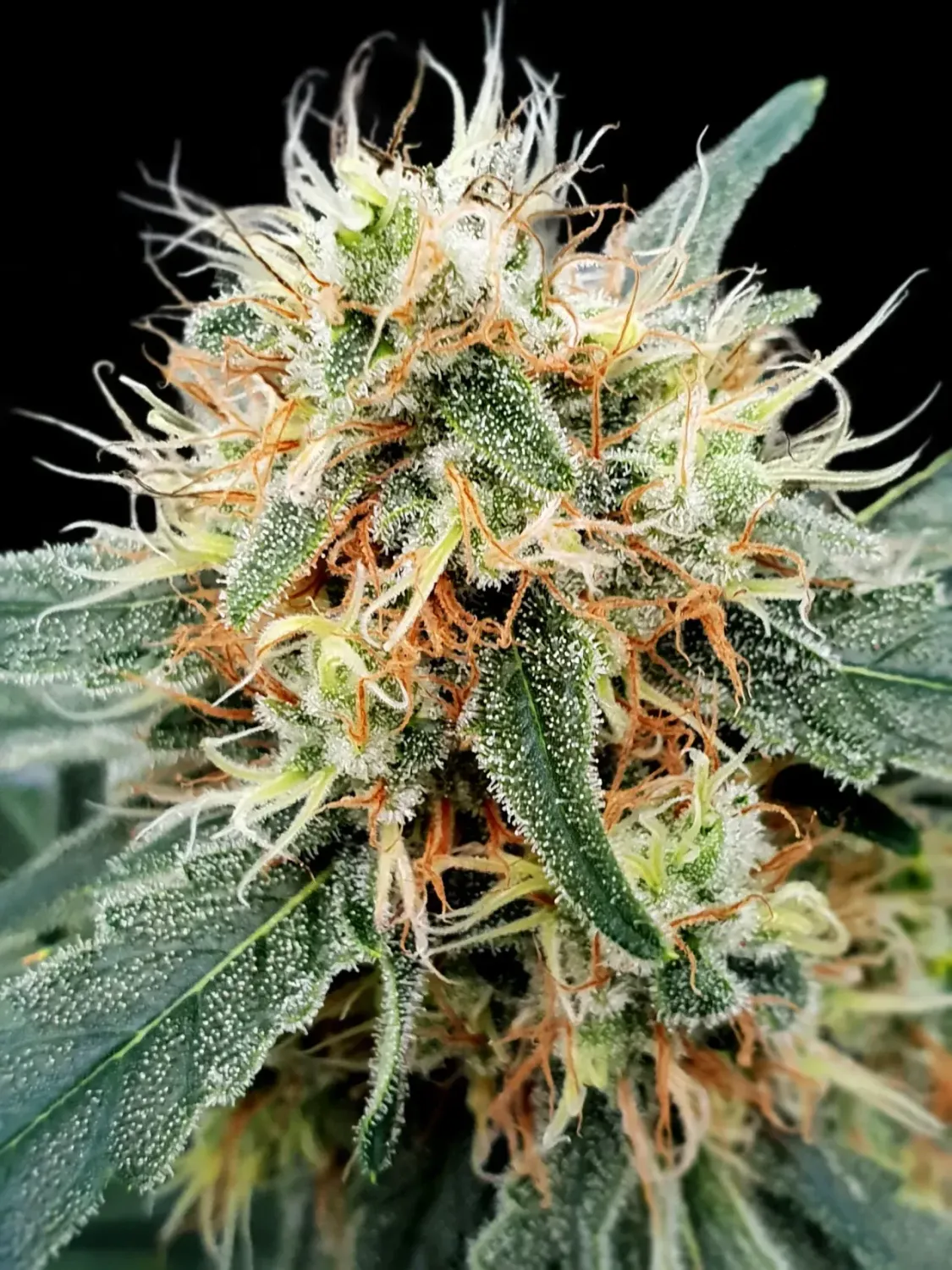 Stromboli AUTO feminised | 3er Set ParadiseSeeds