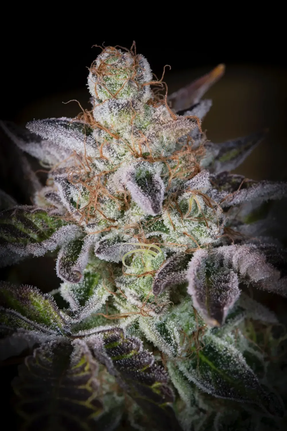 Sweetopia feminised | 3er Set ParadiseSeeds