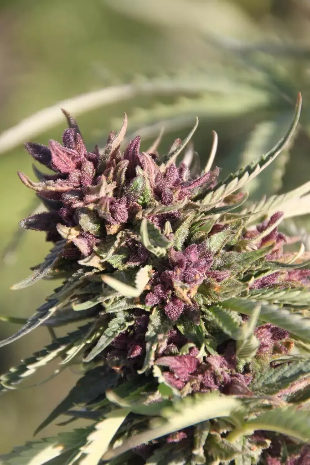 Sweet Purple feminised | 3er Set ParadiseSeeds