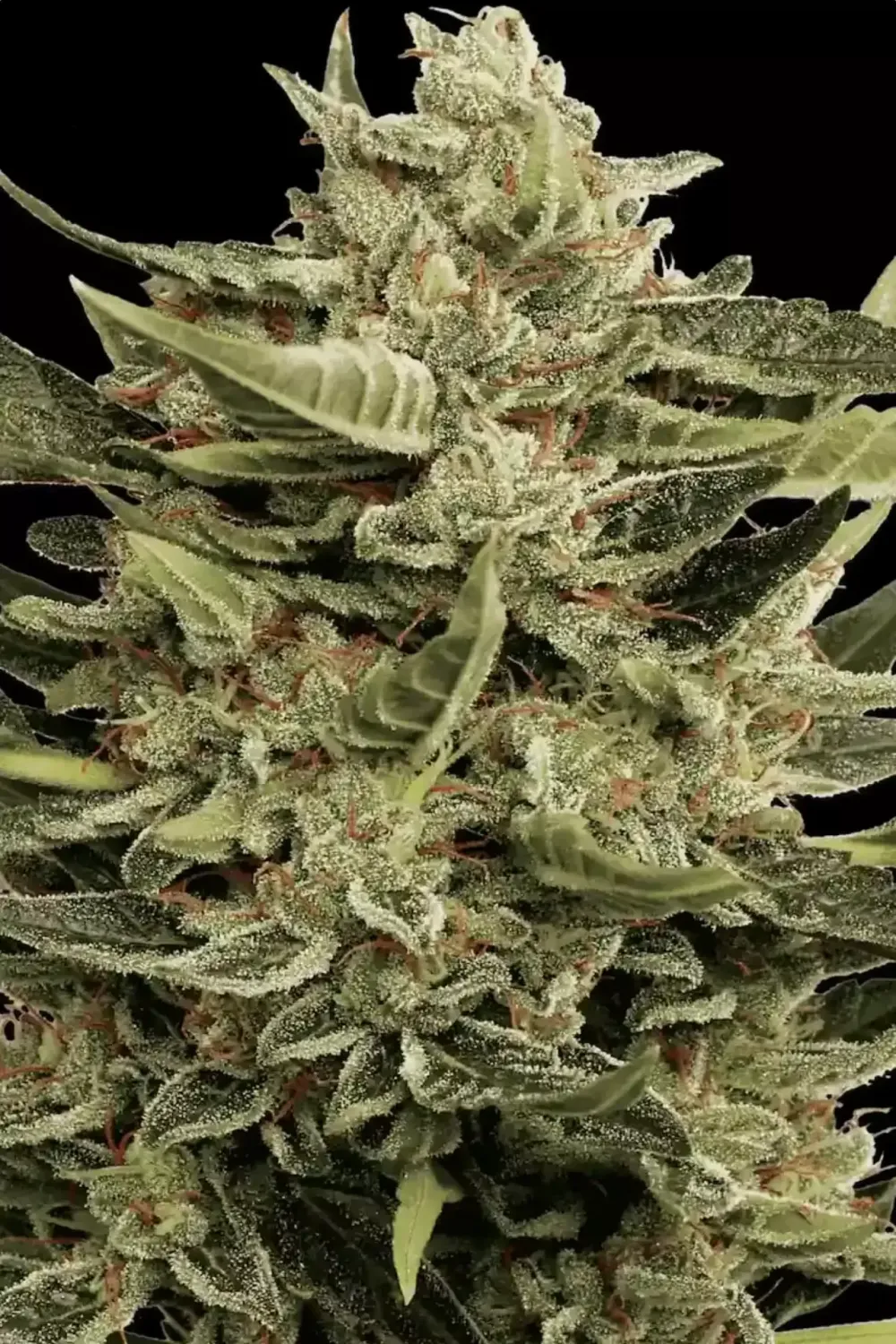 Vertigo AUTO feminised | 3er Set ParadiseSeeds