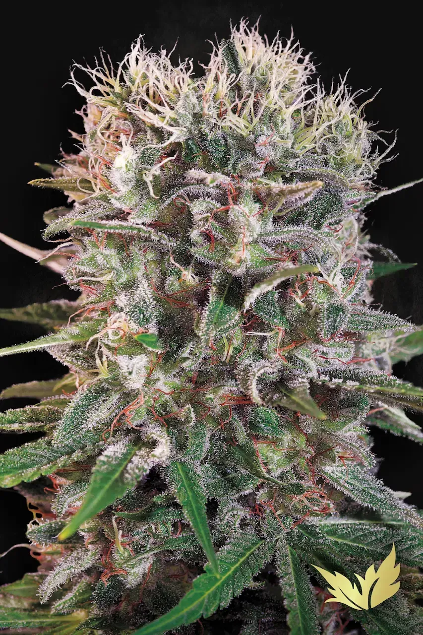 Wappa feminised | 3er Set ParadiseSeeds
