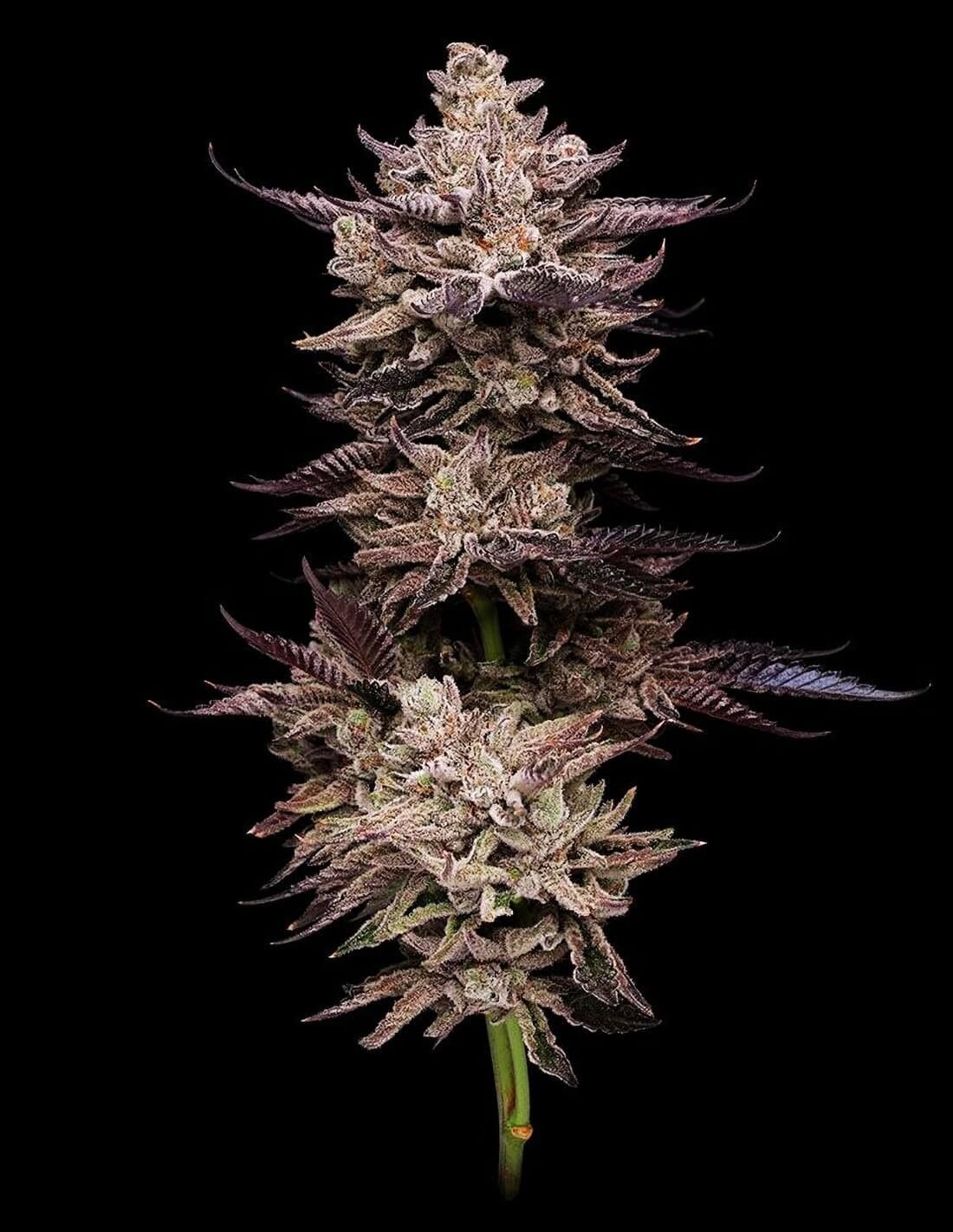 Frosted Fujis feminized | 5er Set Compound Genetics