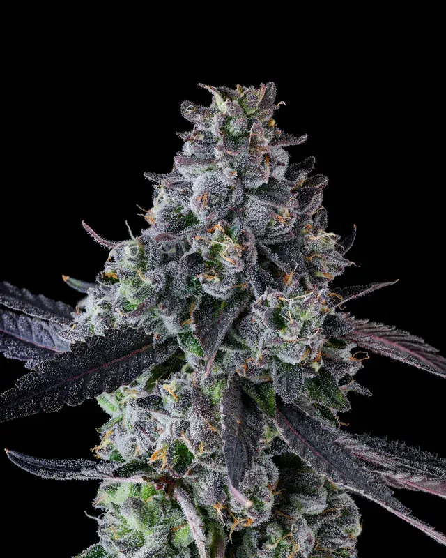 Goofiez² | JOKERZ LINE | 7er Set Compound Genetics