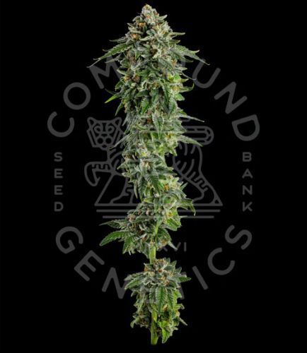 Jet Puft feminized | 5er Set Compound Genetics