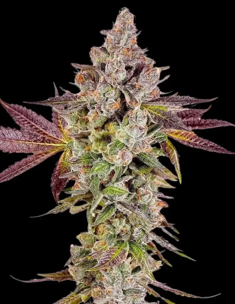 Permafunk feminized | 5er Set Compound Genetics